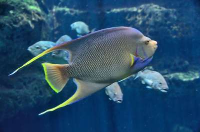 热带鱼 水族馆 咸水 水 水下 海洋 海 自然 珊瑚 鱼 礁