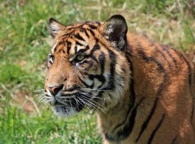 老虎 幼兽 大猫 猫科动物 年轻 野生动物 自然 户外 头