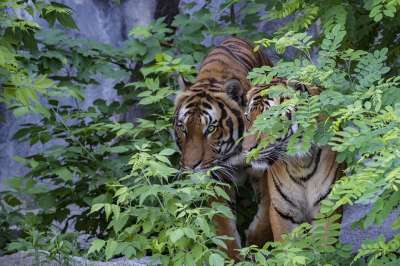 苏门答腊虎 老虎 捕食者 危险的 动物园 动物 野猫 生物 猫