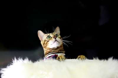 猫 孟加拉猫 宝贝猫 动物 孟加拉 宠物 猫的图片 微妙的组合
