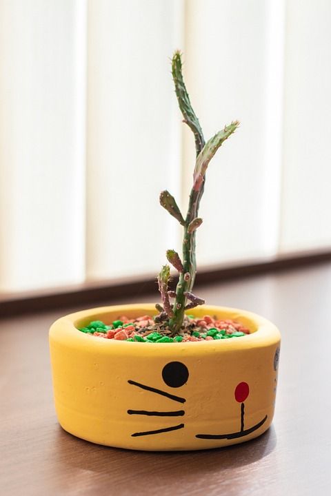 仙人掌 植物 花盆 室内植物 家居装饰 可爱的 特写