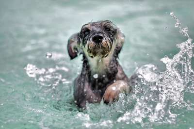 狗 游泳 桨 水 溅 狗桨 动物 划桨 湿的 犬类 玩