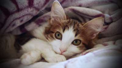 虎斑猫 猫 舒适 特写 睡觉 睡眠 肖像 猫科动物 动物 宠物