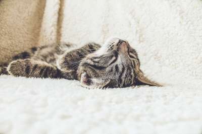 猫 睡眠 疲劳的 宠物 动物