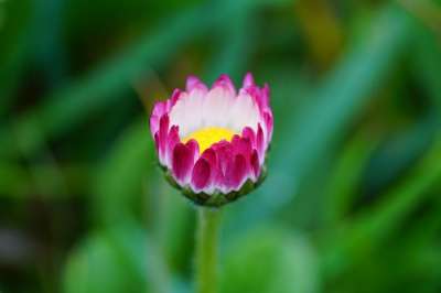 雏菊 花 芽 盛开 开花的 花瓣 植物群 花艺 园艺 植物学
