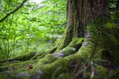 森林 根 树 绿色 植物 苔藓 自然 模糊 绿色的森林 绿树