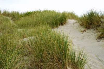 海 海滩 斯特拉海滩 Hauts De France 度假村 砂