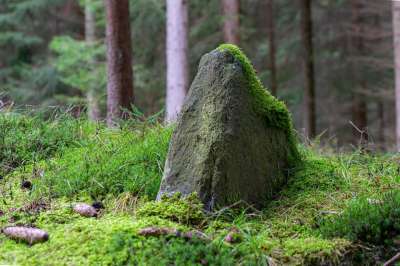 森林地面 森林 自然 苔藓 岩石 石头 松果 落下