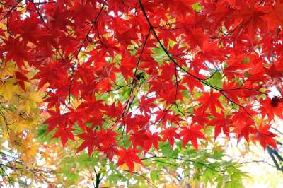 秋天的树叶 叶 叶子 落叶 树 七彩 大自然 季节 红色 花园