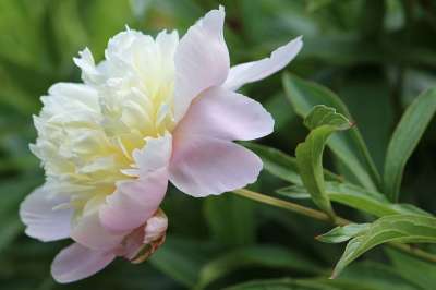 牡丹 白色的 开花 花 春天 植物群 观赏植物 花园花