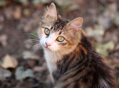 那只猫 猫似的 有色 动物 看 美丽