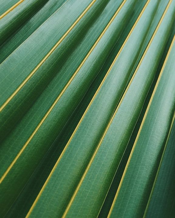 叶子 植物 植物学 生长 特写 自然