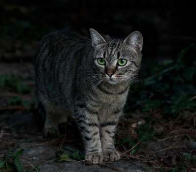 那只猫 绿眼睛 树叶 伪装 猫似的