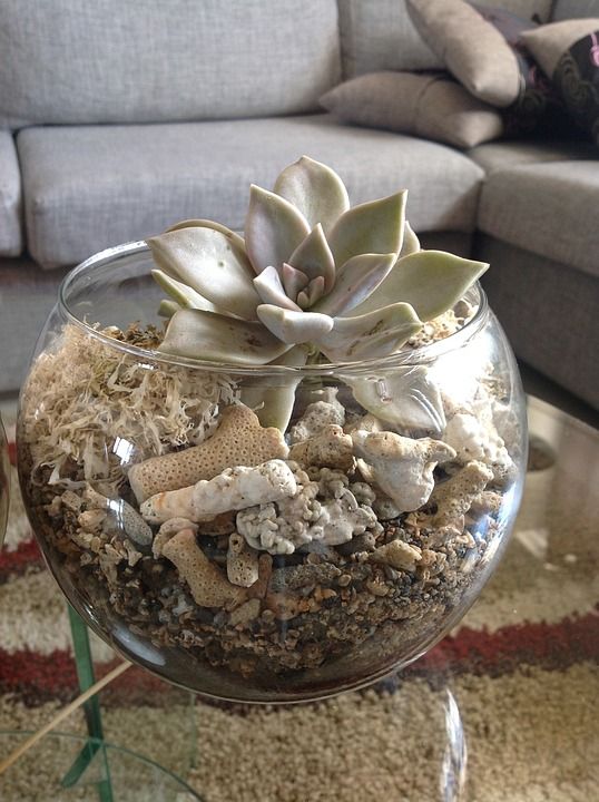 植物 玻璃 玻璃 珊瑚 玻璃桌子 家居装饰 石头 装饰品