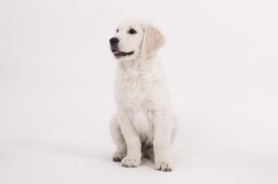 狗 金毛猎犬 小狗 纯种狗 可爱的 家畜 动物 年轻 小的