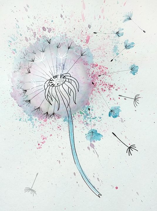 花卉 蒲公英 植物学 工厂 画画 绘画 水彩 草图 毛茸茸