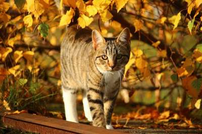 猫 落下 鲭鱼 树叶 秋叶 小猫 年轻的猫 自然