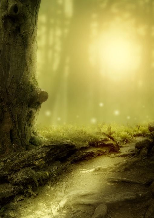 树木 小路 森林 景观 魔术 神秘 树的根 背景 光 情绪