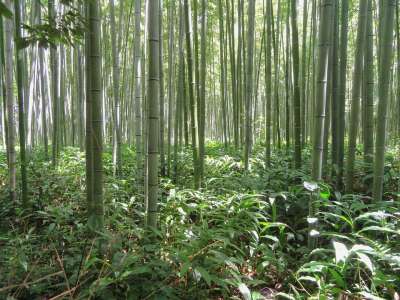 京都 日本 竹子 竹林 植物 树木 草 自然 目睹 国家