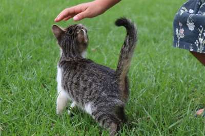 猫 动物 孩子 中风 家畜 猫宝宝 小的 手 草 草地 小猫