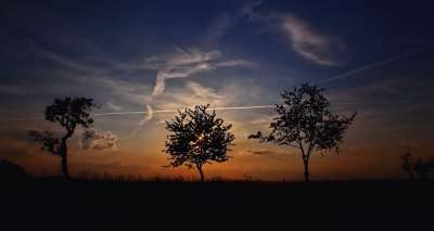 日落 树木 剪影 黄昏 天空 傍晚的天空 自然 树剪影 暮