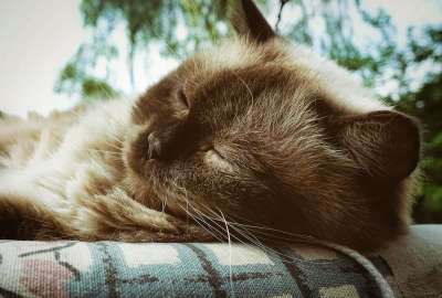 英国短毛猫 猫 可爱的 家猫 纯种 品种猫 家畜 毛皮 短发