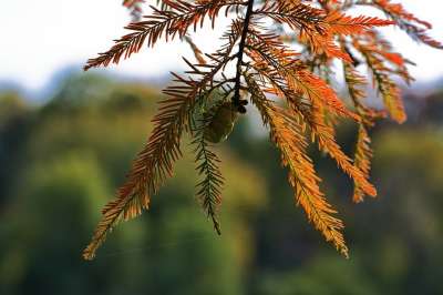 针叶树 枝条 针 水果 树叶 树 秋天 自然 枝杈 植物