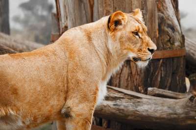 非洲 动物 大 食肉动物 猫 脸 猫科动物 毛皮 猎人 狮子座