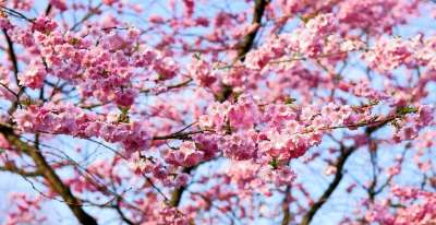 樱花 日本樱桃 闻 开花 日本樱花 观赏樱桃 春天 粉色的 盛开