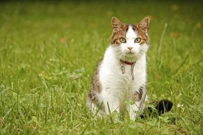 猫 动物 家猫 斑 花园 草地 猫的身体 坐 警惕的 正面