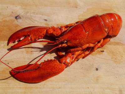 龙虾 厨师 食物 海鲜 健康 贝类 红色的 美食家 美味的 壳