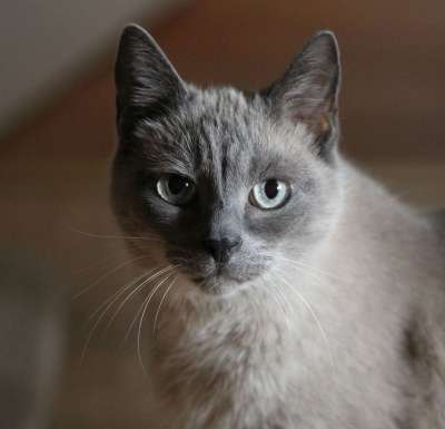猫肖像 暹 宿醉 家畜 猫 猫脸 品种猫 动物