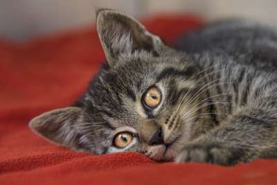家猫 鲭鱼 猫 猫脸 关闭 肖像 猫宝宝 Katzenkopf