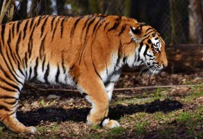 老虎 大猫 捕食者 野猫 虎头 舌头 危险的 高贵 大华