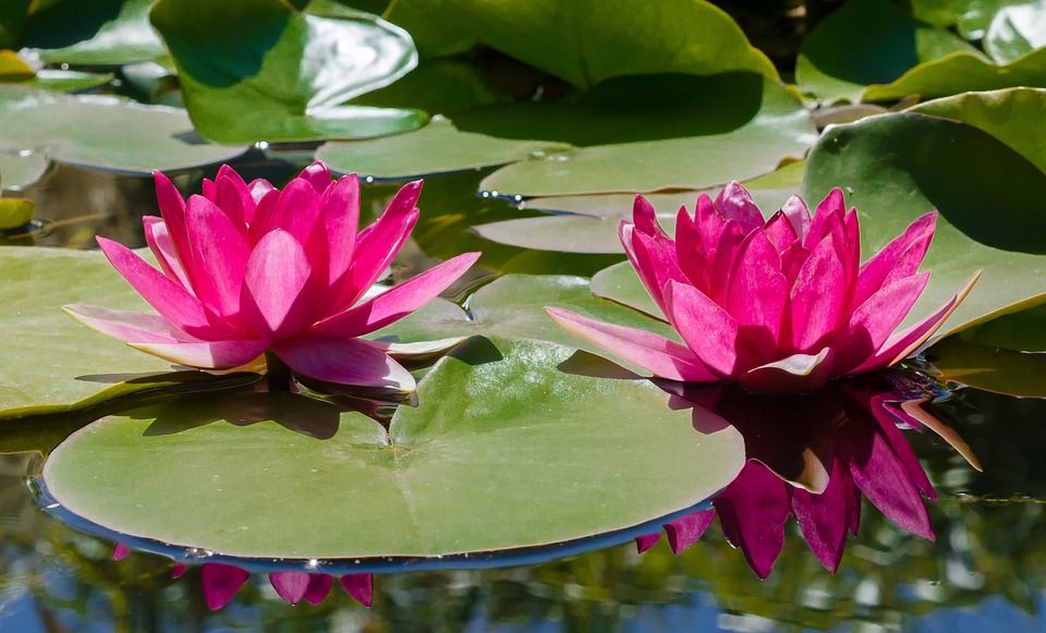 百合, 水, 粉色的, 池塘, 荷花, 花, 莲花, 植物, 夏天, 植物学