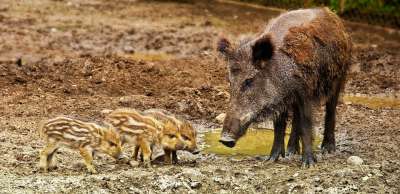 公猪 荒野 Warchlak 小猪 家庭 家庭野猪 动物 性质