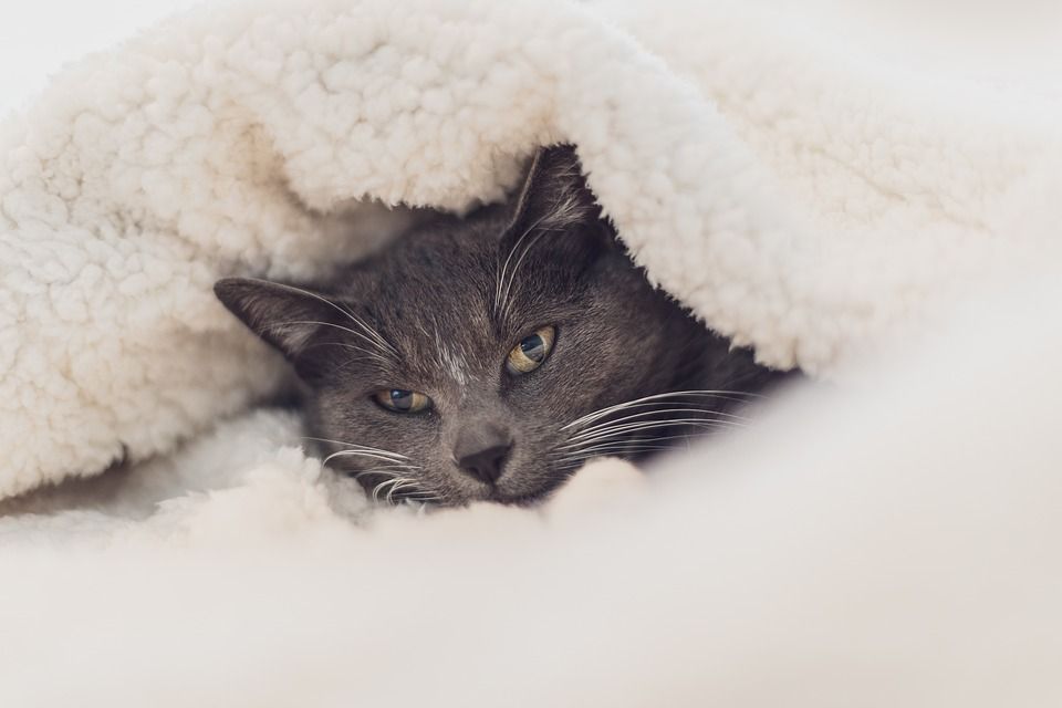 猫咪, 眼睛, 关闭, 灰色的, 羊毛, 毯子, 舒适, 可爱, 宠物, 肖像
