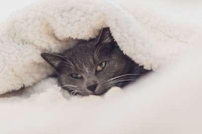 猫咪 眼睛 关闭 灰色的 羊毛 毯子 舒适 可爱 宠物 肖像