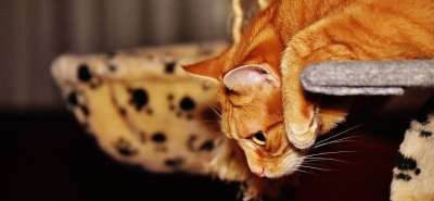 猫 宿醉 红色的 乐趣 可爱的 鲭鱼 老虎 舒适 动物 家猫