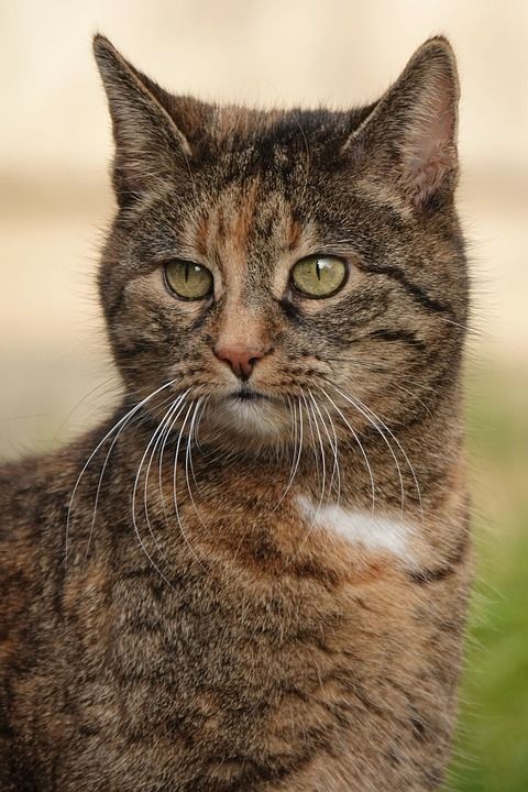 猫 看法 关闭 家猫 家畜 野生动物 鲭鱼 毛皮