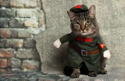 猫 动物 戏服 可爱的 宠物 国内的 小猫 年轻 有趣的