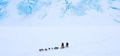 狗拉雪橇 小狗 雪 白色的 北极 团队合作 寒冷的 犬类 雪橇