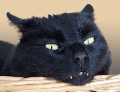 猫 宿醉 动物 家畜 猫眼 肖像 头 猫脸 表达 猫肖像