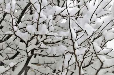 冬季 雪 树枝 在公园 比尔 冰 性质 树 弗罗斯特 森林