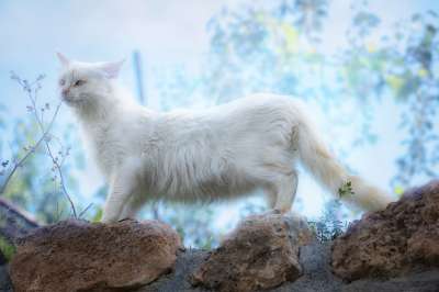 猫 白色的 小猫咪 宠物 猫科动物 可爱