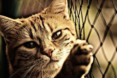 猫 宿醉 棕褐色 可爱的 鲭鱼 老虎 舒适 动物 家猫 毛皮