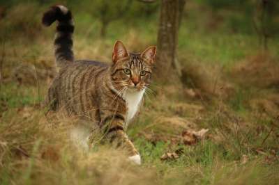 猫 鲭鱼 小猫 家猫 大花猫 品种猫 家畜 虎猫