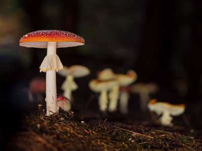 毒菌 蘑菇 森林 有毒 点缀 毒蕈 森林地面 蘑菇型 危险