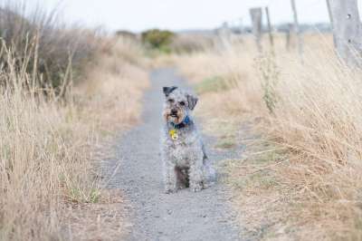 Schnoodle 狗 宠物 犬类 动物 可爱的 国内的 毛茸茸