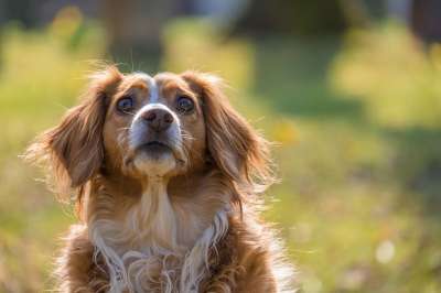 狗 犬类 宠物 毛茸茸的 年轻 国内的 毛皮 哺乳动物 动物